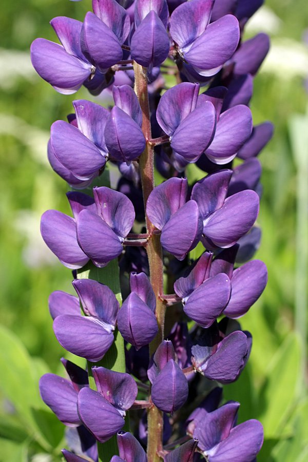 Изображение особи Lupinus polyphyllus.