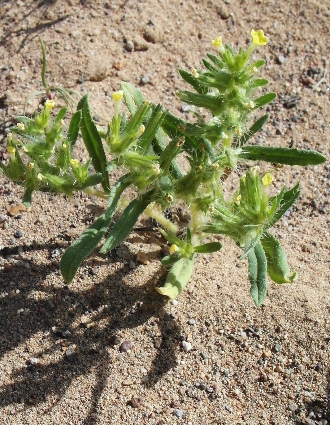 Изображение особи Arnebia decumbens.