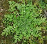 Centaurea iberica