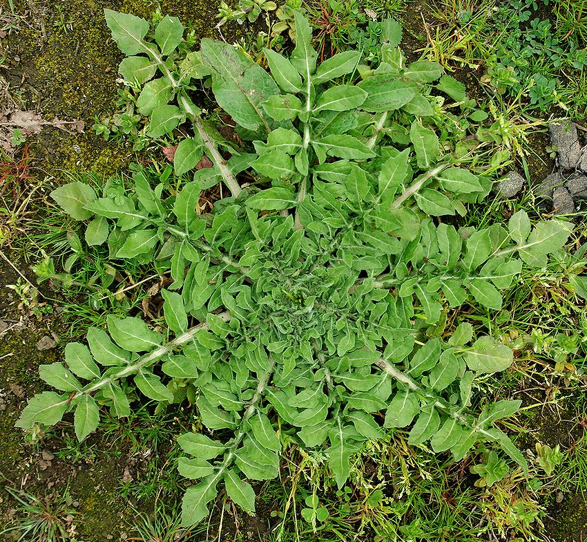 Изображение особи Centaurea iberica.