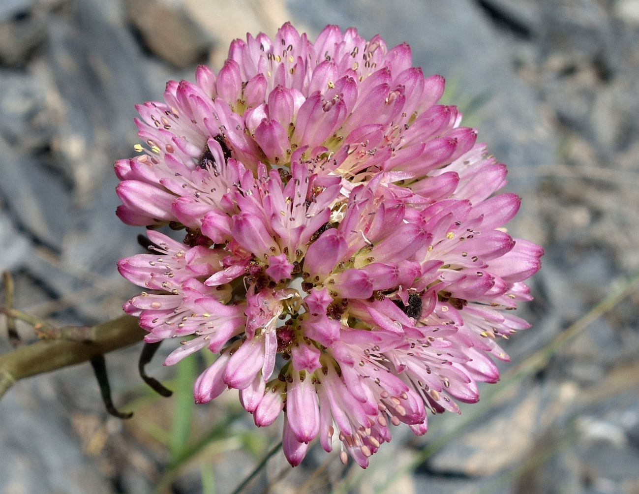 Image of Pseudosedum longidentatum specimen.