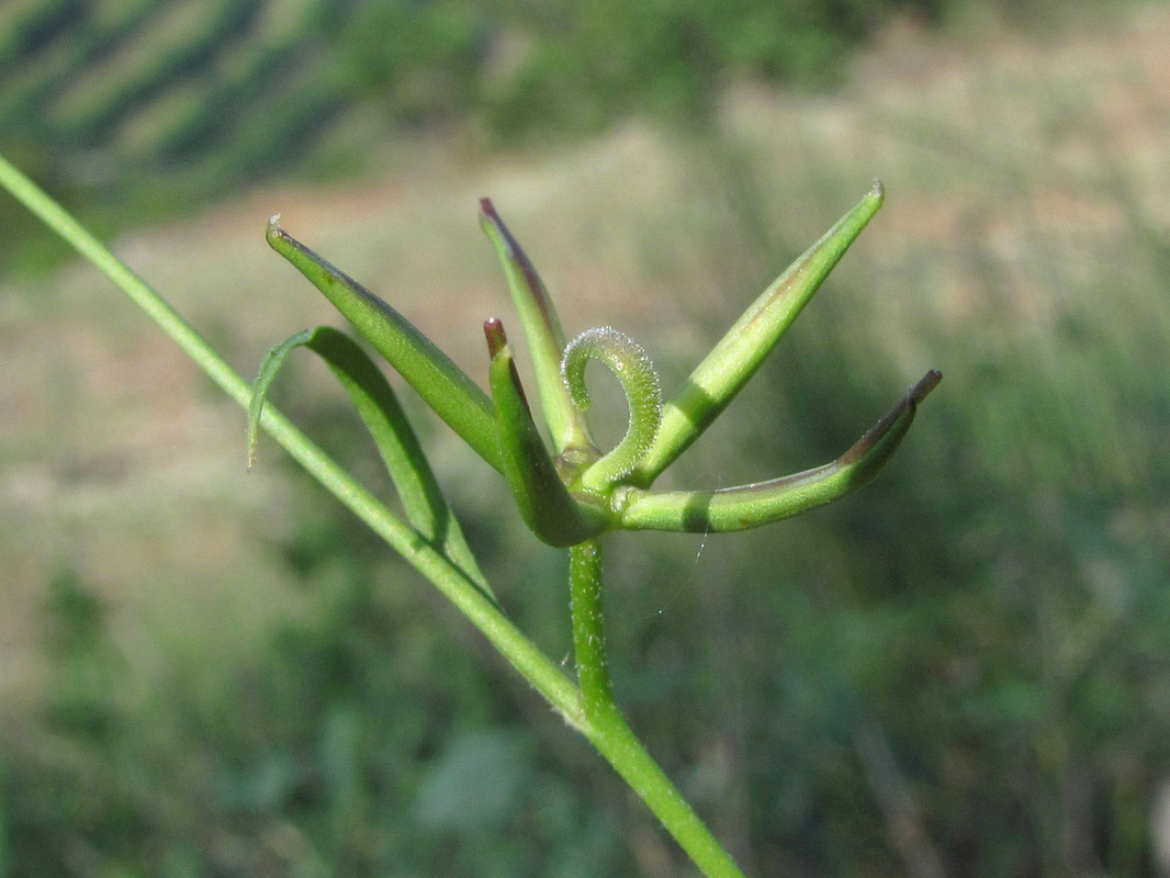 Изображение особи Rhagadiolus edulis.