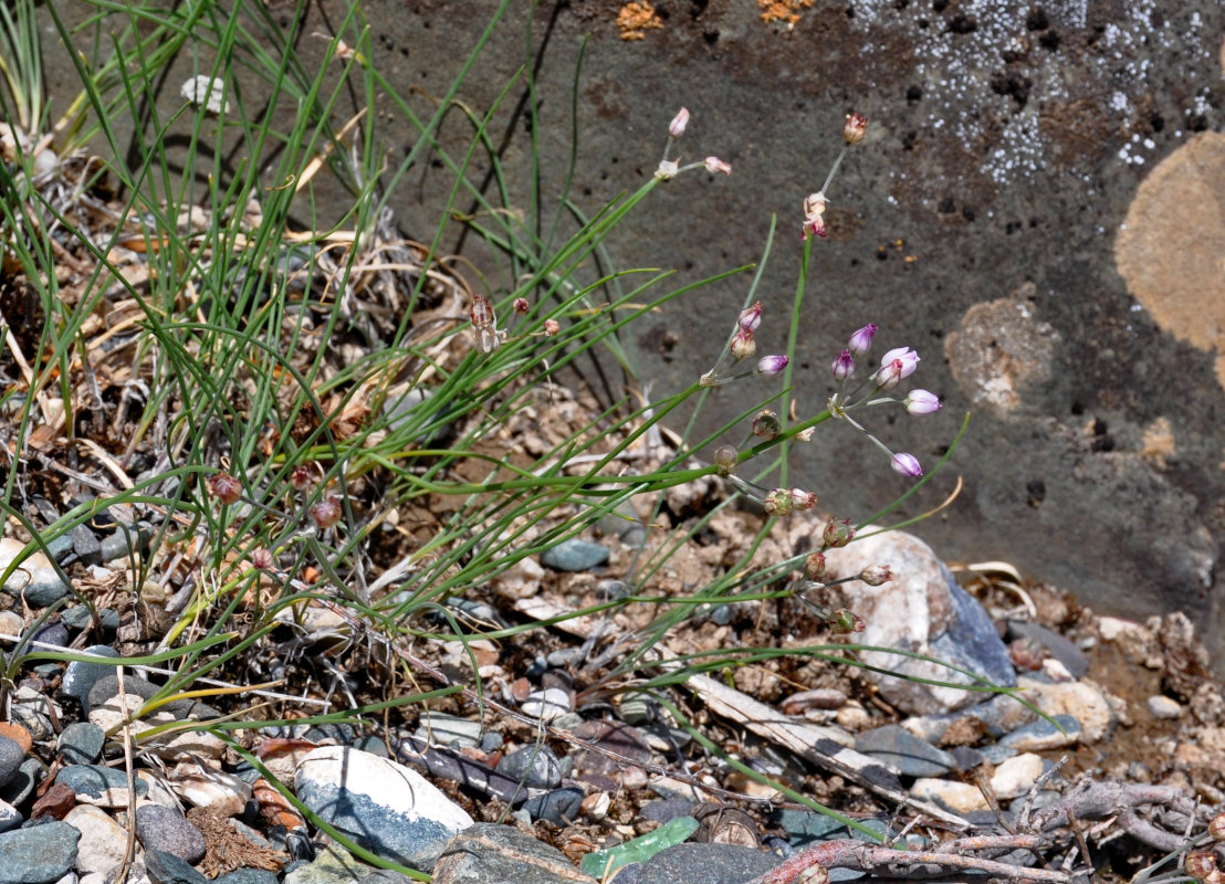 Image of Allium vodopjanovae specimen.