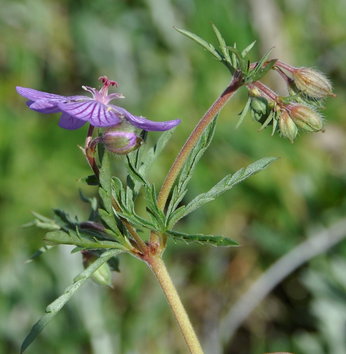 Image of Geranium tuberosum specimen.