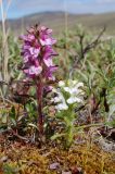 Pedicularis langsdorfii