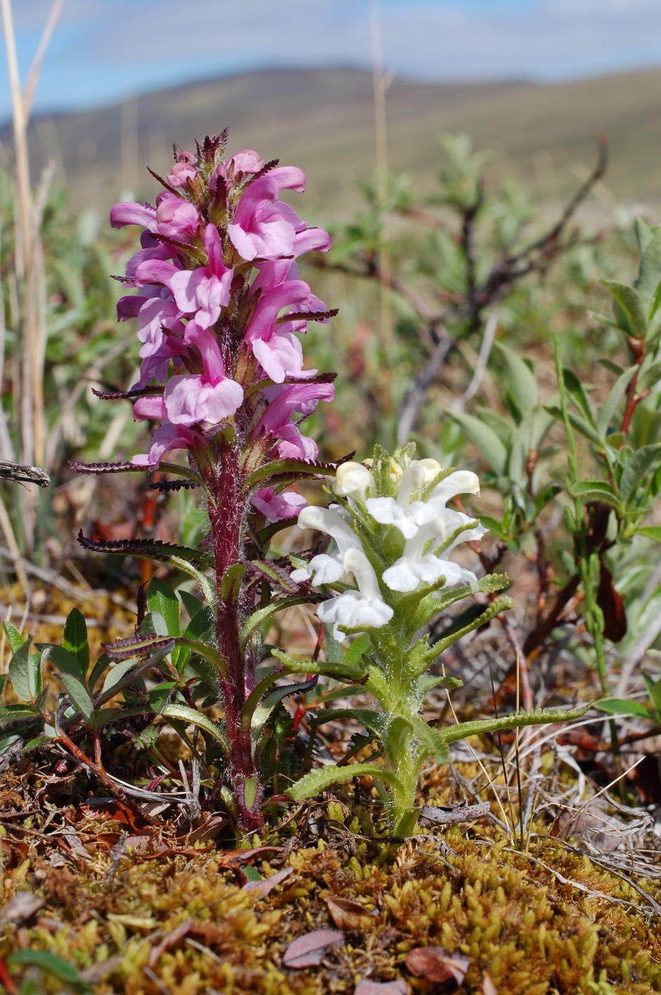 Изображение особи Pedicularis langsdorfii.