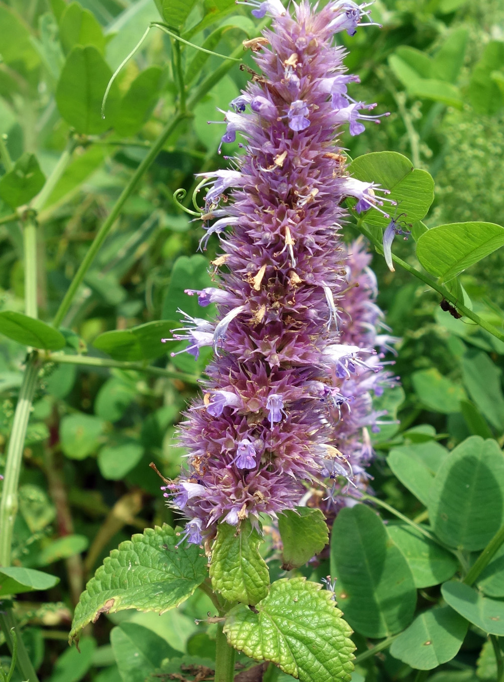 Изображение особи Agastache rugosa.