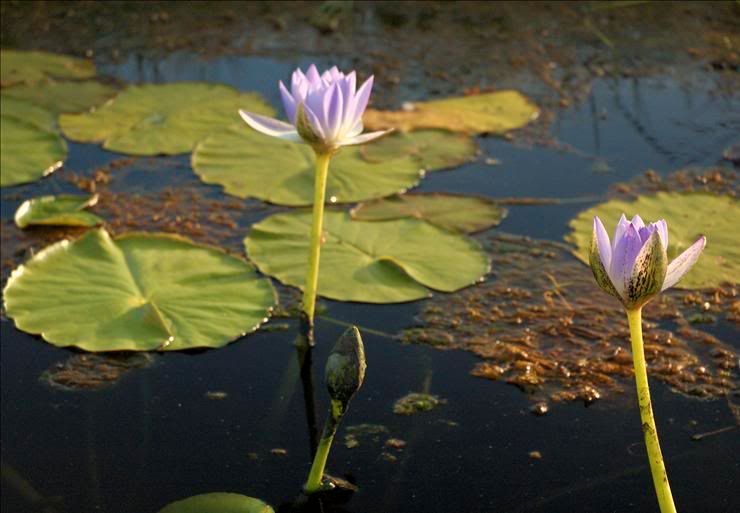 Изображение особи Nymphaea nouchali var. caerulea.