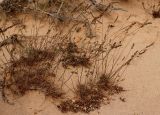 Dactylis hispanica