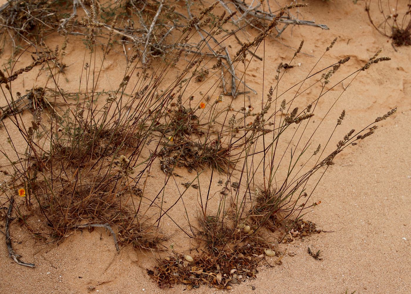 Image of Dactylis hispanica specimen.