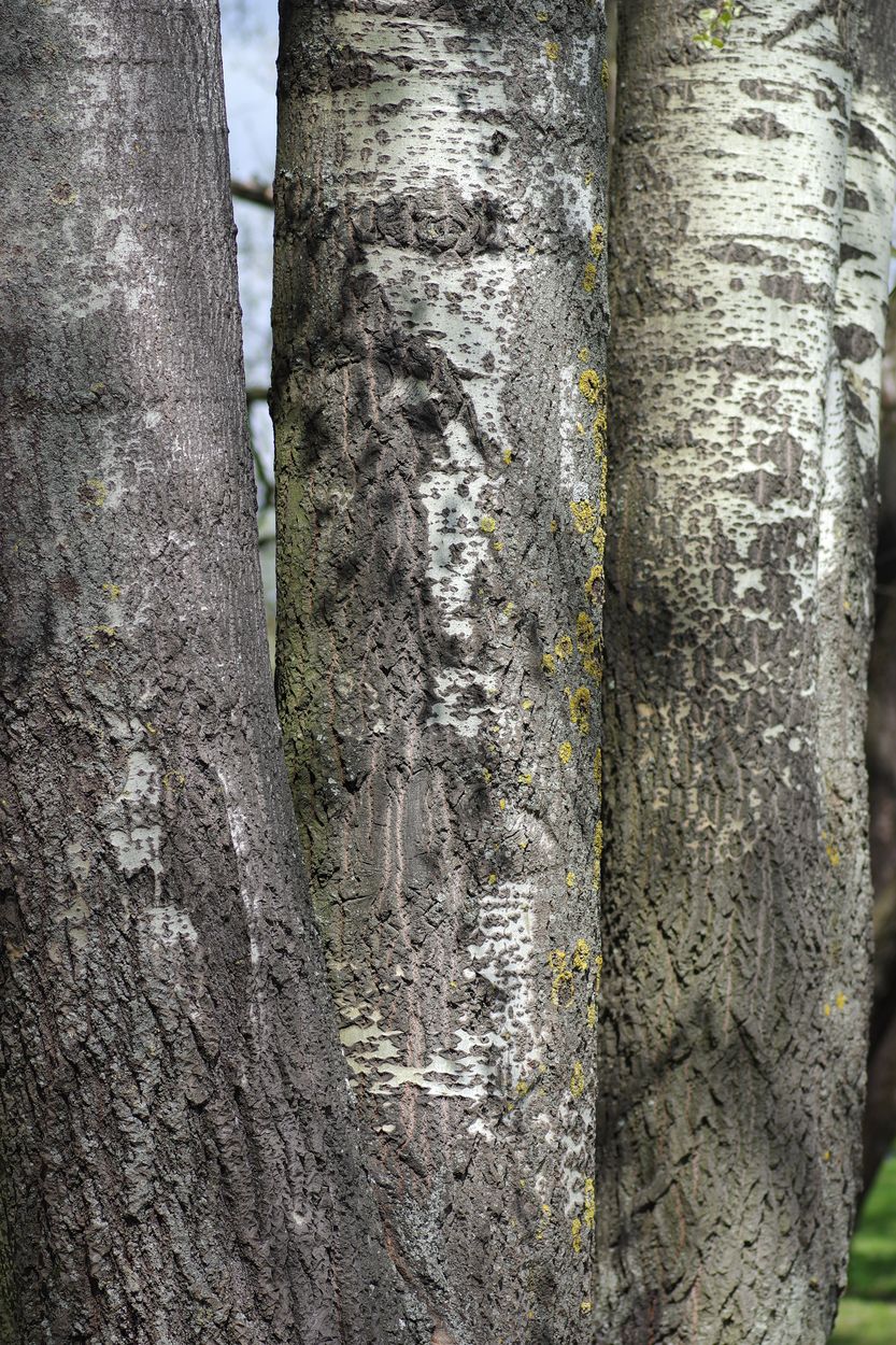 Image of Populus &times; canescens specimen.