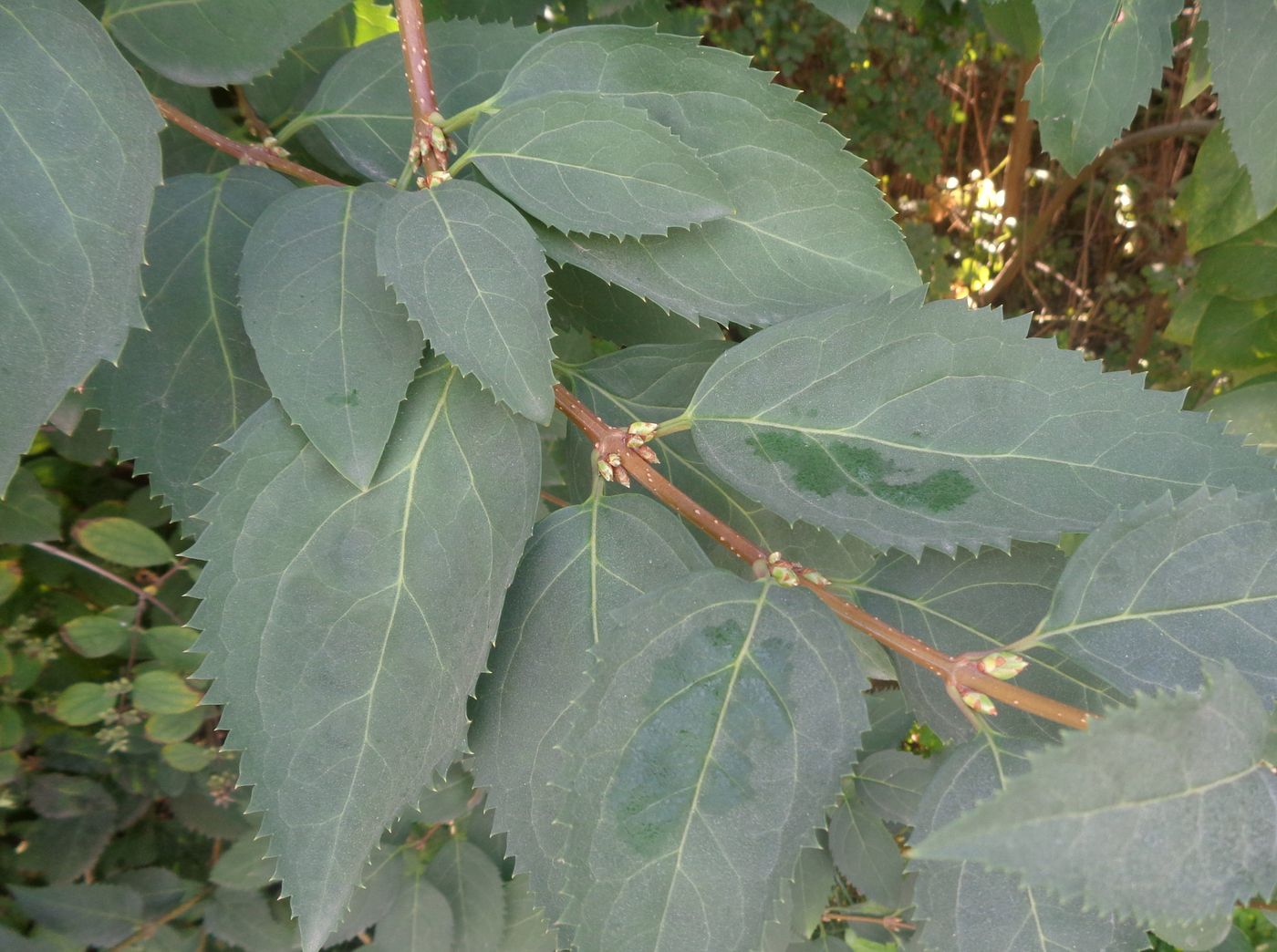 Image of genus Forsythia specimen.