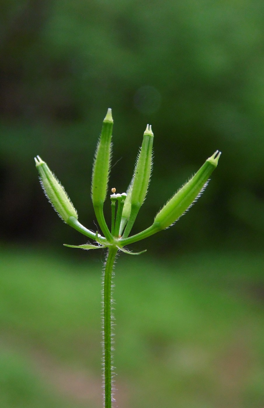 Изображение особи Anthriscus cerefolium.