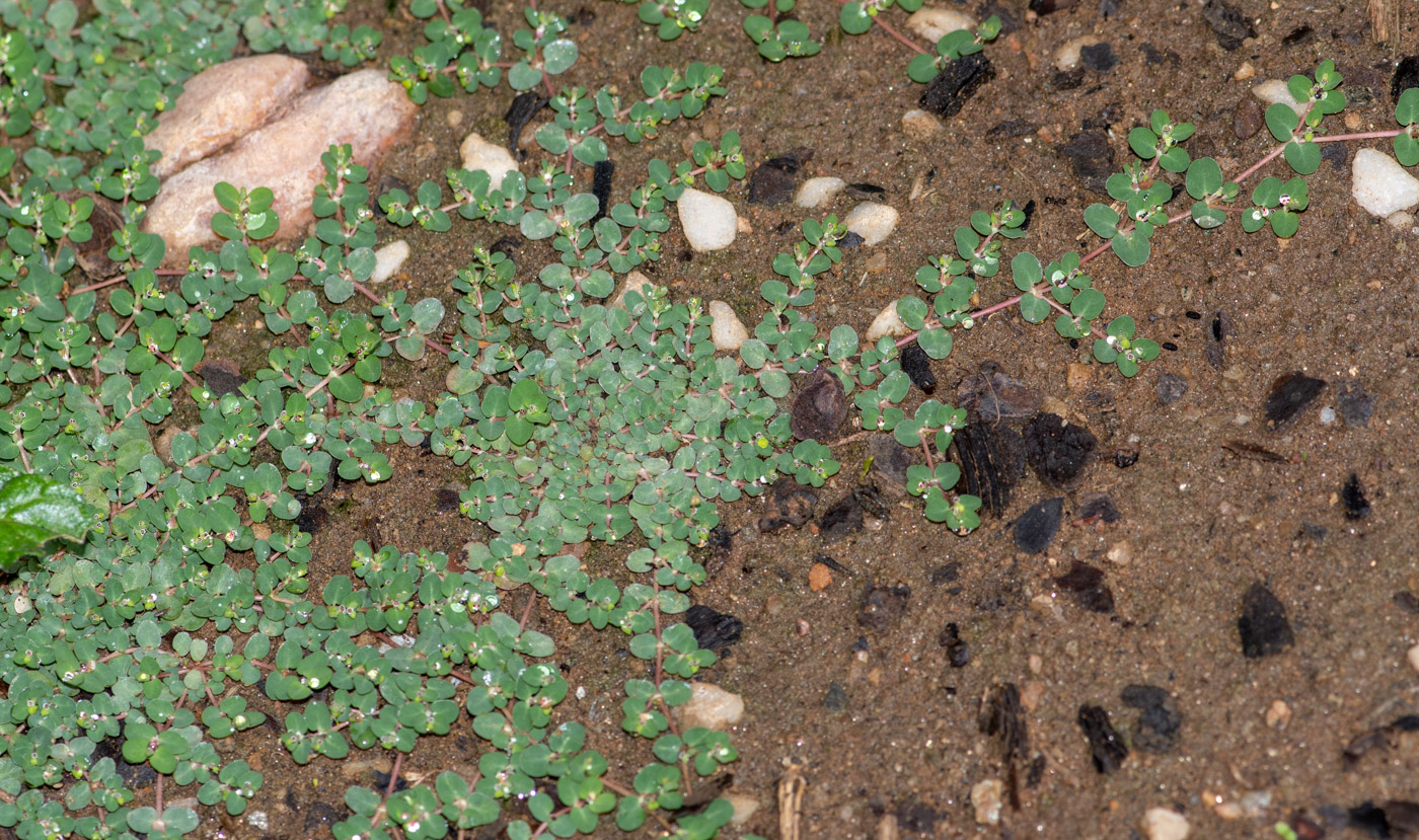 Image of Euphorbia inaequilatera specimen.