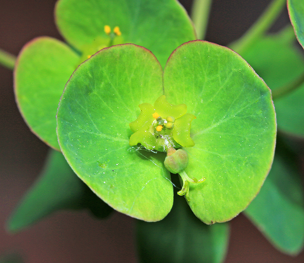 Изображение особи Euphorbia esula.