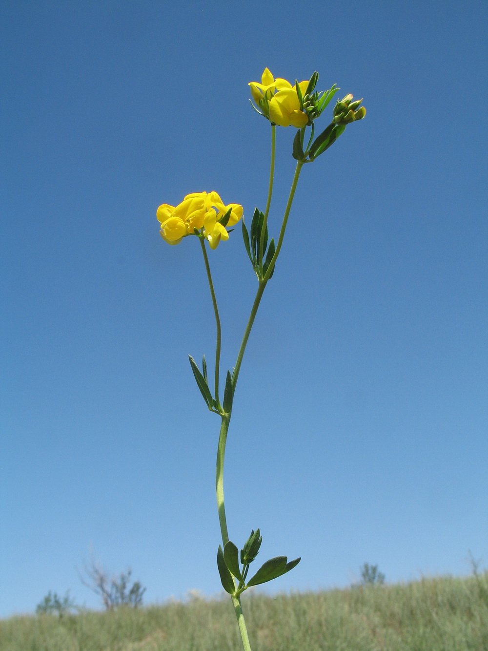 Image of Lotus sergievskiae specimen.