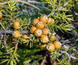 Juniperus deltoides