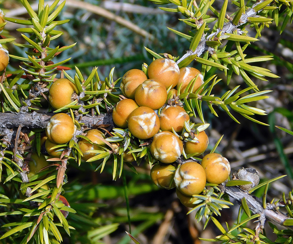 Изображение особи Juniperus deltoides.