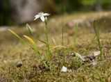 Ornithogalum navaschinii. Цветущее растение. Краснодарский край, Крымский р-н, окр. станицы Гладковская, грязевой вулкан Гладковские сопки, дубовый лес, поросшее мхом скальное обнажение. 25.04.2020.