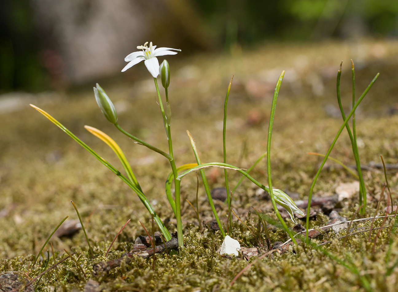 Image of Ornithogalum navaschinii specimen.