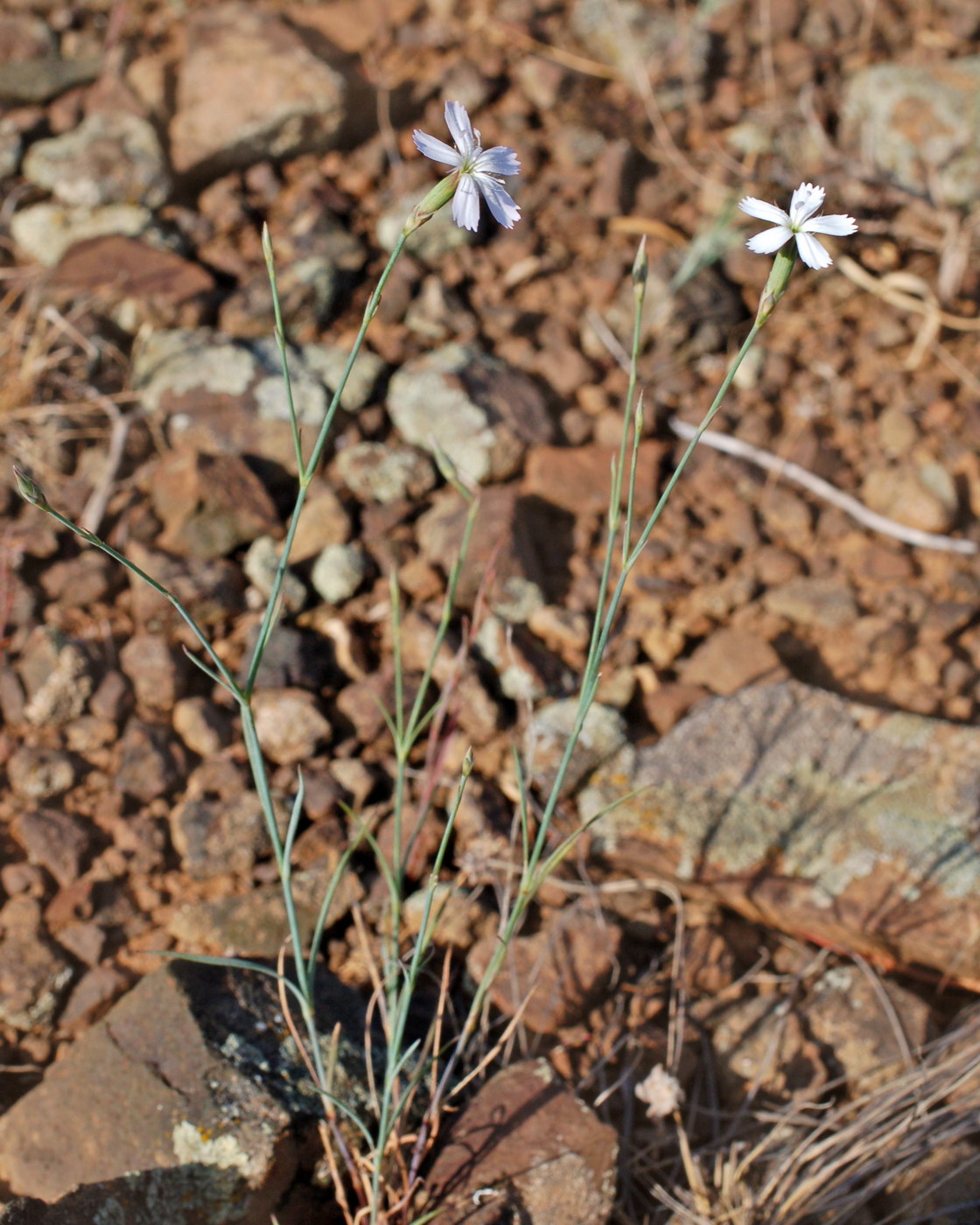 Image of genus Dianthus specimen.