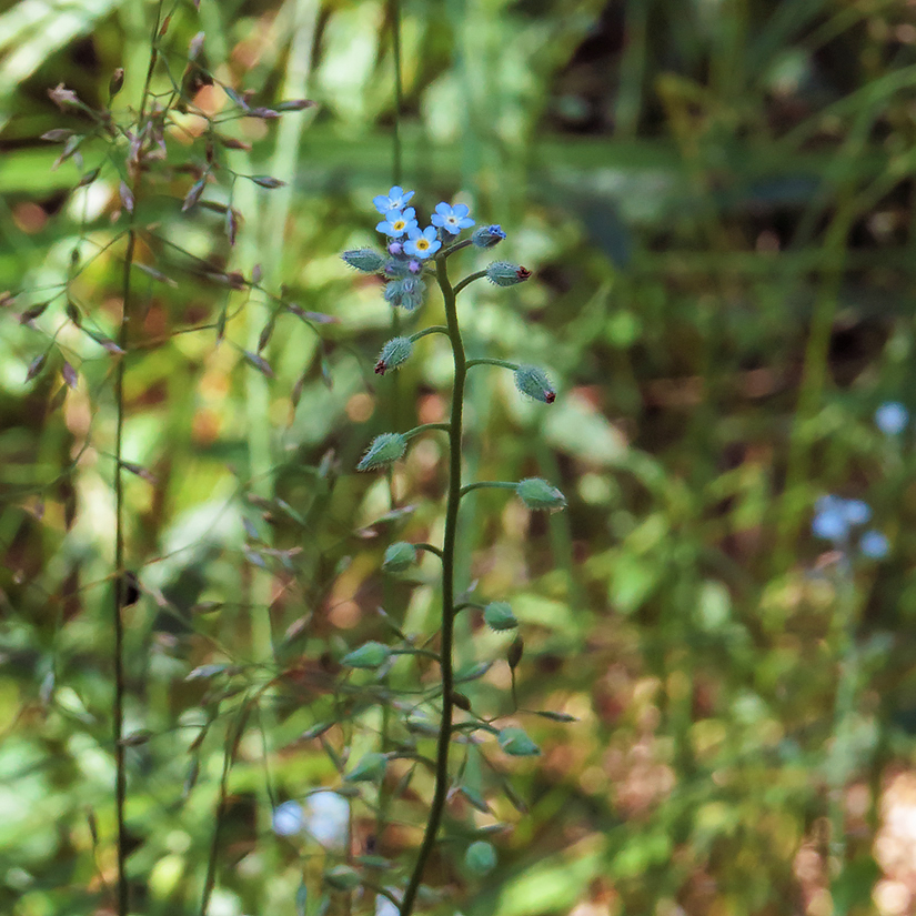 Image of Myosotis arvensis specimen.