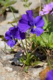 Viola oreades. Цветущее растение на скале. Адыгея, Кавказский биосферный заповедник, плато Лаго-Наки, 2010 м н.у.м. 05.07.2020.
