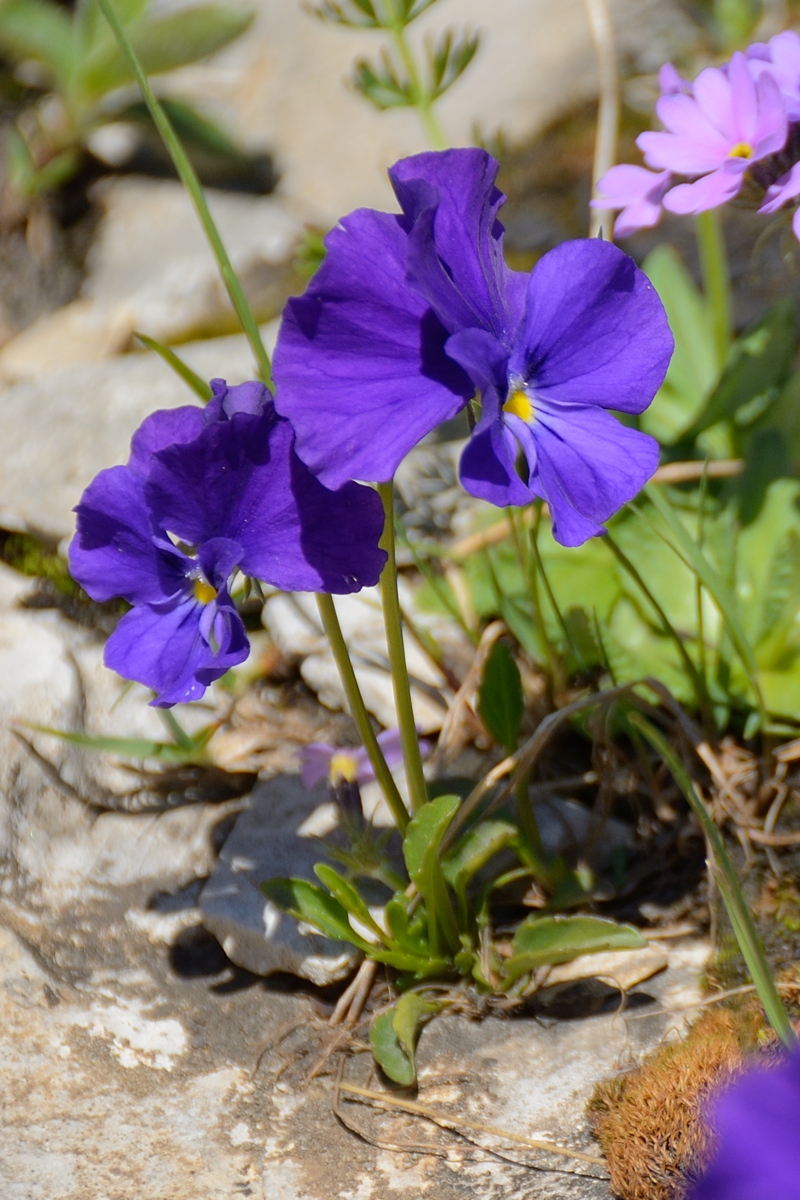 Изображение особи Viola oreades.