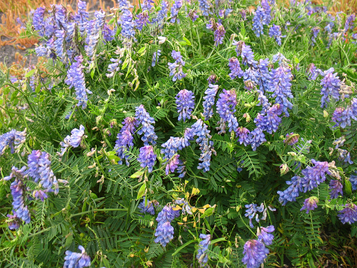 Image of Vicia cracca specimen.