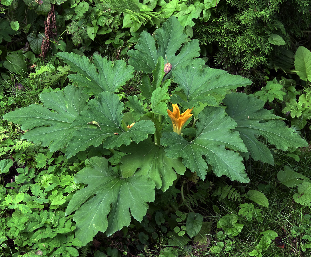 Изображение особи Cucurbita pepo.