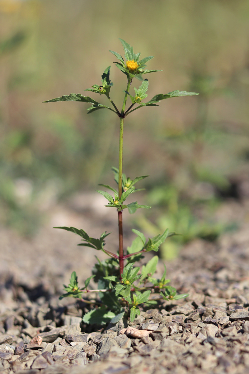 Image of Bidens tripartita specimen.