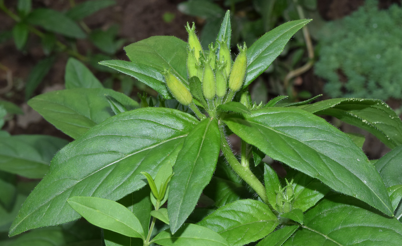 Image of Oenothera tetragona specimen.