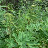 Heracleum sibiricum. Расцветающие растения. Свердловская обл., окр. г. Североуральск, подножие Сосьвинского хребта, долина р. Большая Сосьва. 29.06.2010.