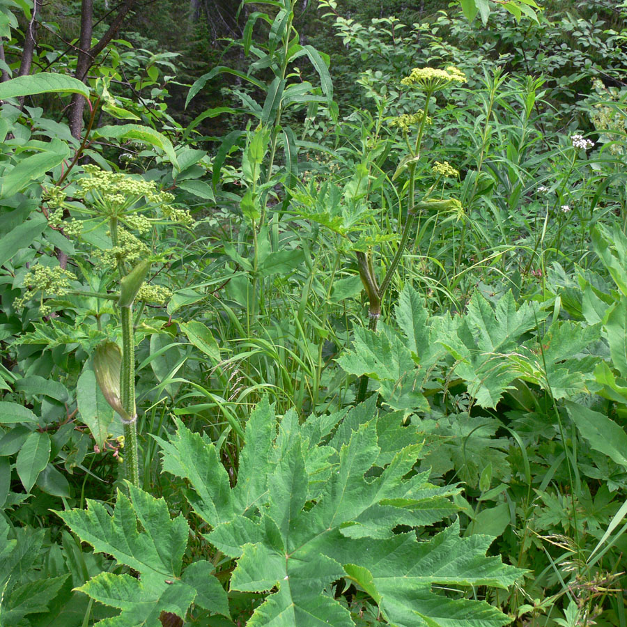 Изображение особи Heracleum sibiricum.