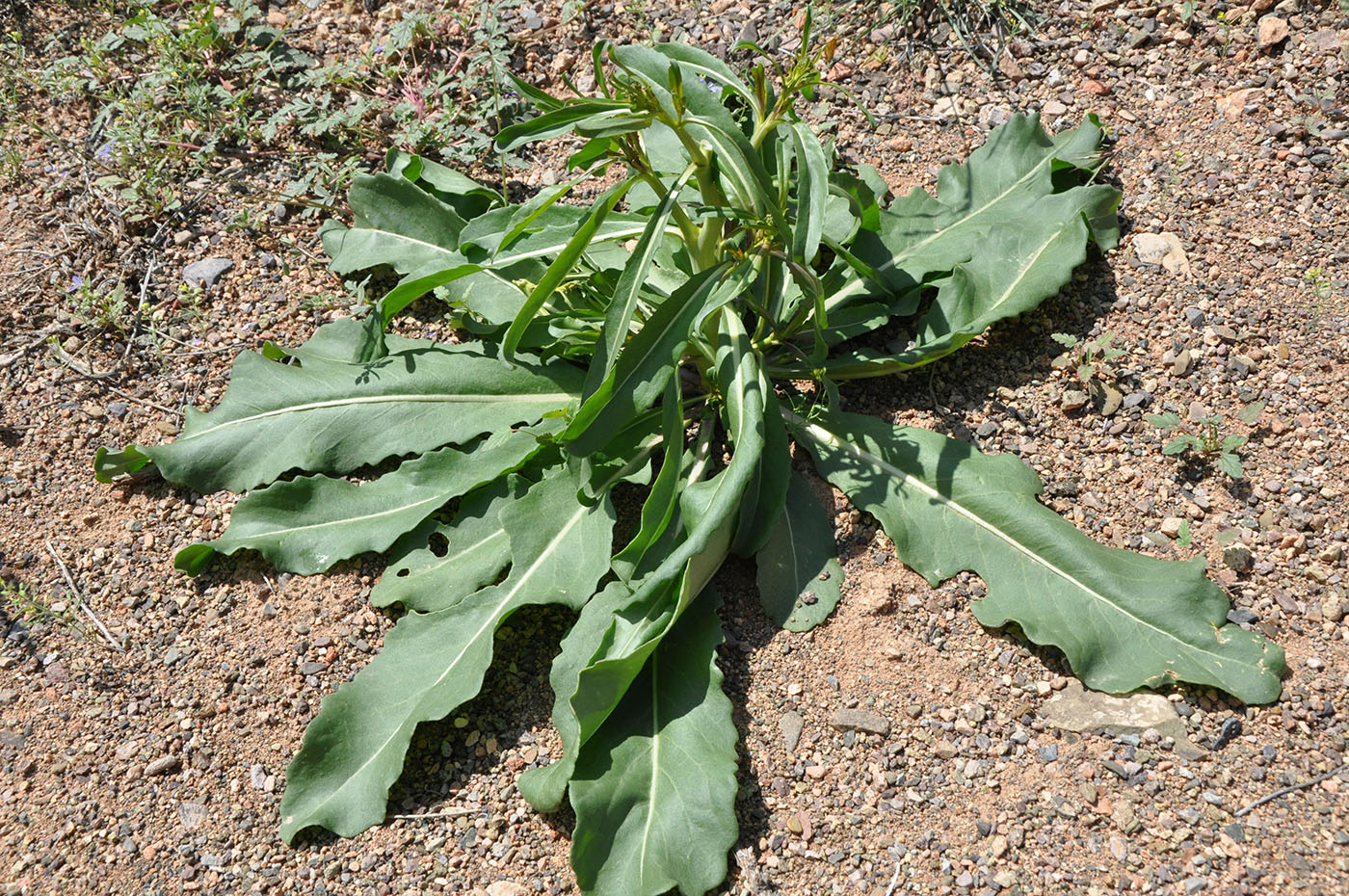 Image of Erucastrum armoracioides specimen.