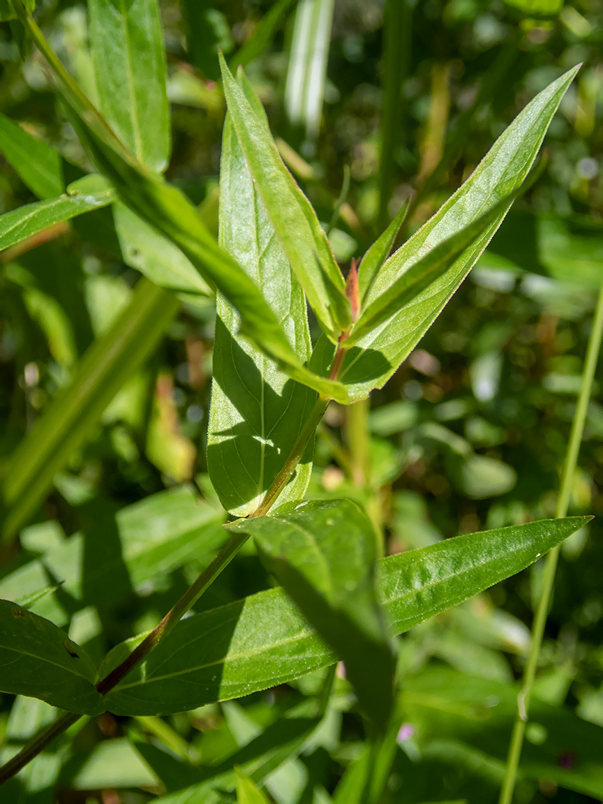 Изображение особи Lythrum salicaria.