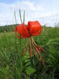 Lilium pumilum