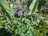 Corydalis solida. Отцветающие растения. Тверская обл., Весьегонск, в культуре; происхождение - Весьегонский р-н, с. Чистая Дуброва, берег р. Смородинка, ольшатник. 1 мая 2020 г.