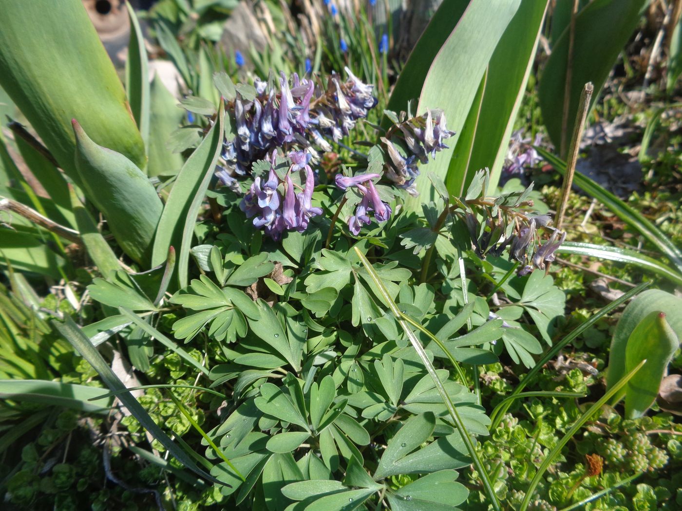 Изображение особи Corydalis solida.