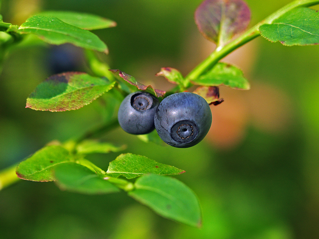 Image of Vaccinium myrtillus specimen.