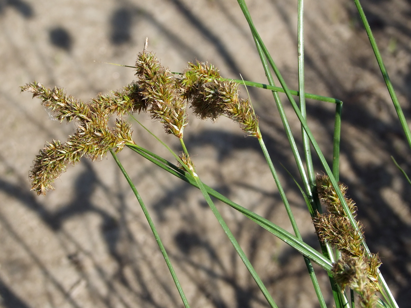 Изображение особи Carex laevissima.