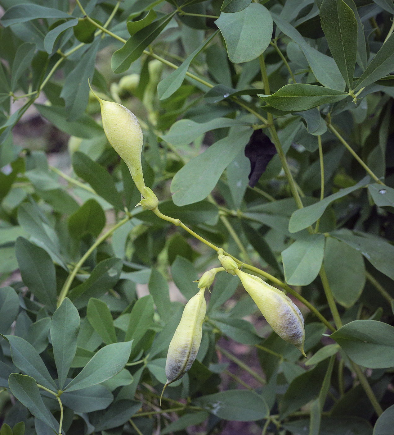 Image of Baptisia australis specimen.