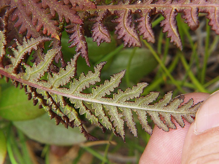 Image of genus Pedicularis specimen.