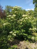 Hydrangea heteromalla