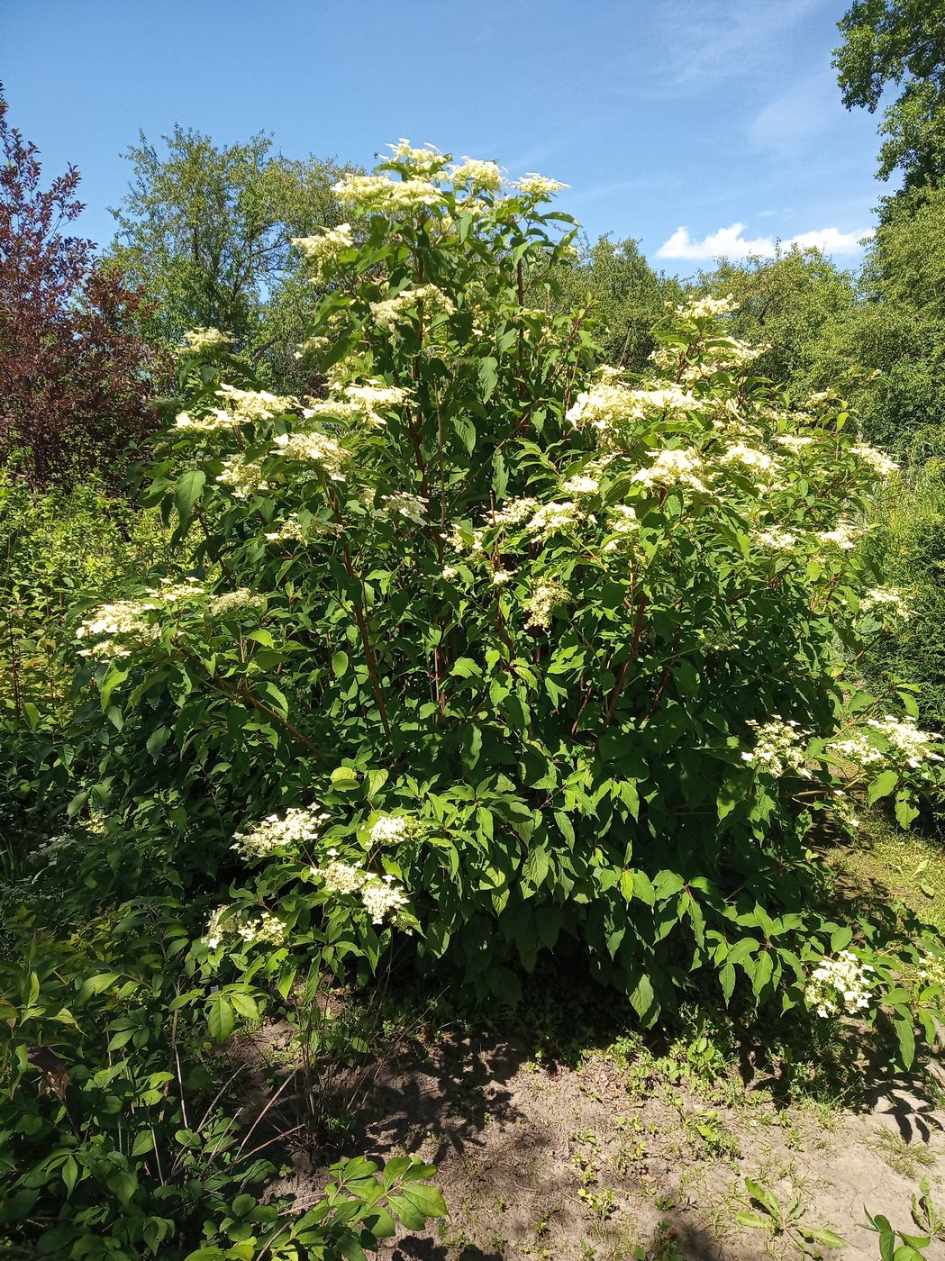 Изображение особи Hydrangea heteromalla.