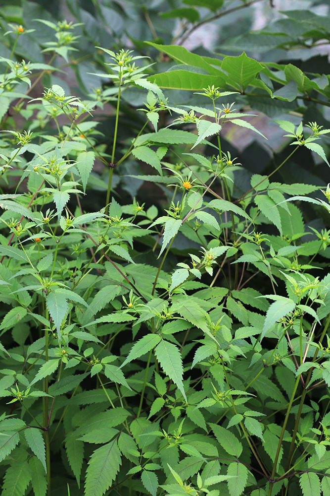 Image of Bidens frondosa specimen.