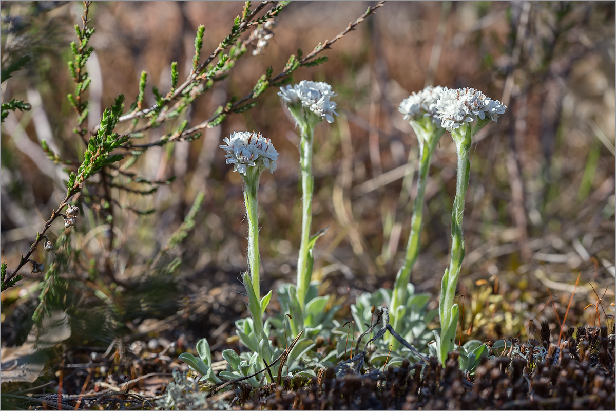 Image of Antennaria dioica specimen.