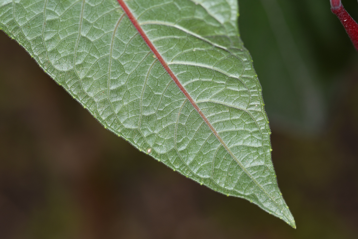 Image of Fuchsia boliviana specimen.