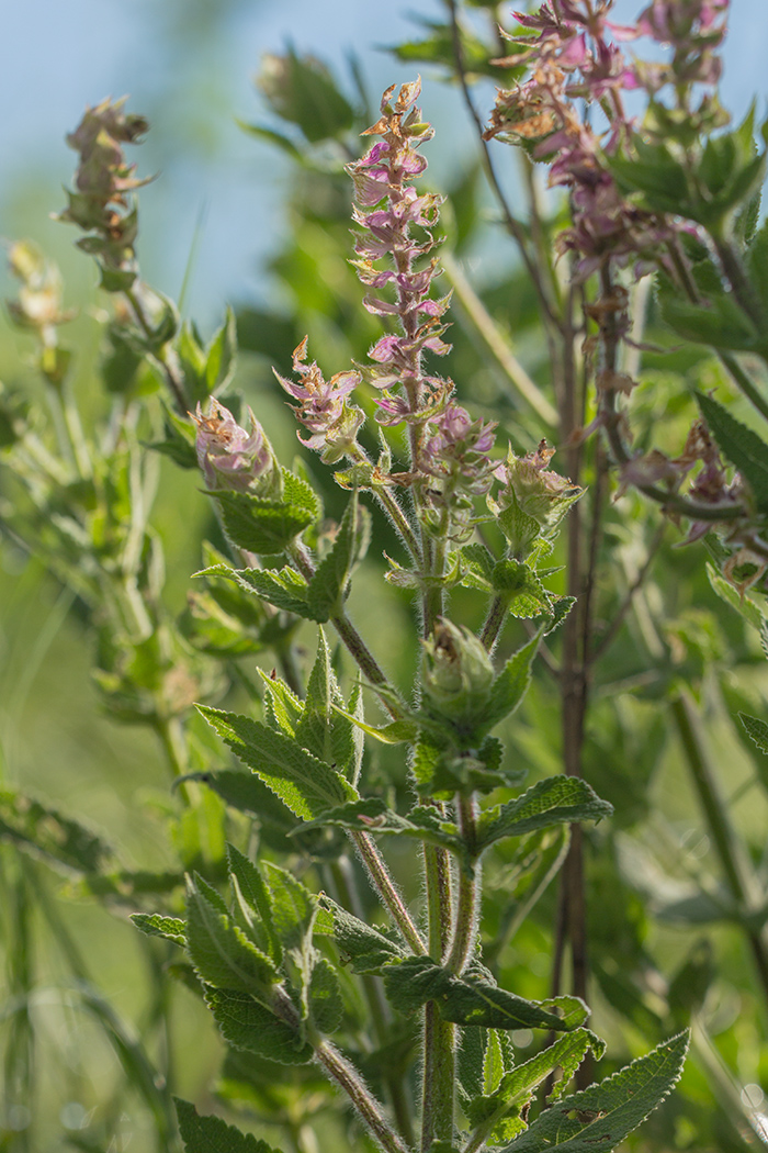 Image of Salvia sclarea specimen.