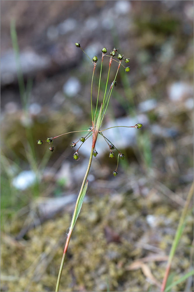 Image of Luzula pilosa specimen.